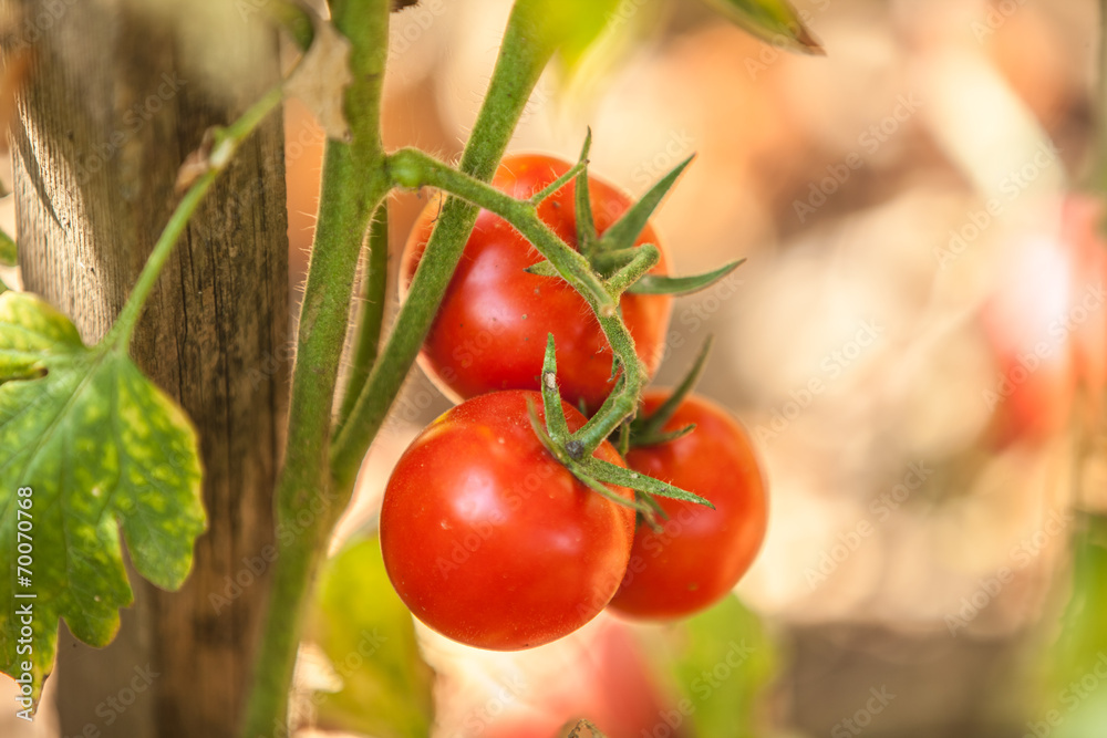 Red tomatoes in the garden