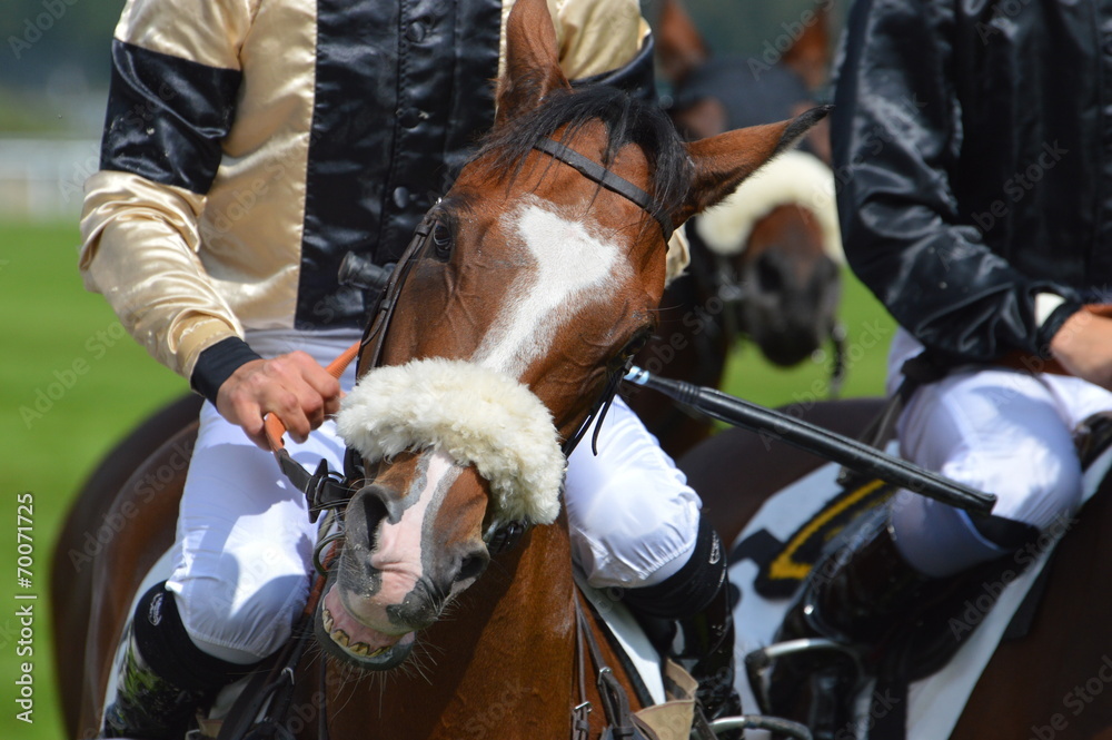 Obraz premium cheval de course