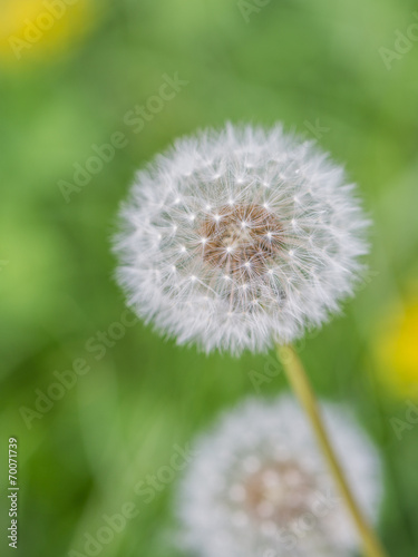 dandelion