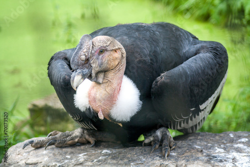 Male Andean condor
