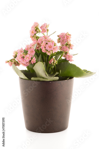 Fototapeta Naklejka Na Ścianę i Meble -  Kalanchoe Calandiva flowers