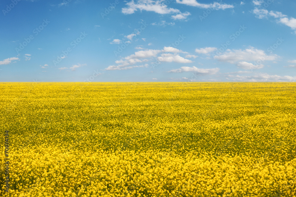 Obraz premium Yellow field of rapeseed in bloom