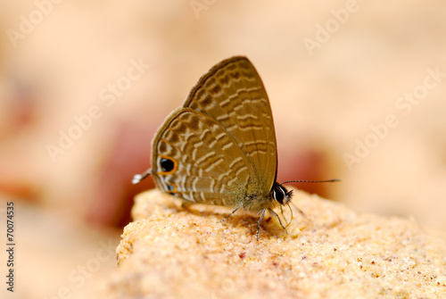 Butterfly on ground, nature