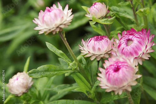 Slika na platnu Strohblume