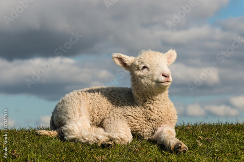 Fototapeta newborn lamb basking on grass