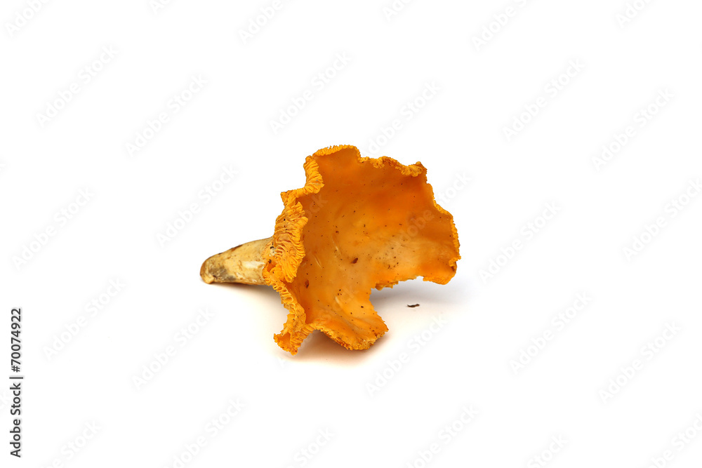 Chanterelles Chanterelles