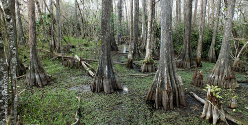 Southern Swamps