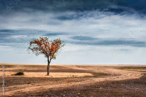 Beautiful autumn tree in a field. Dramatic fantastic landscape