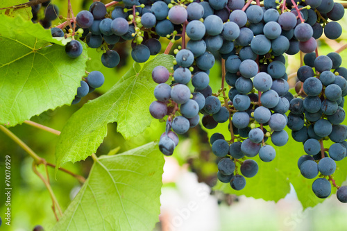 Grape leaves