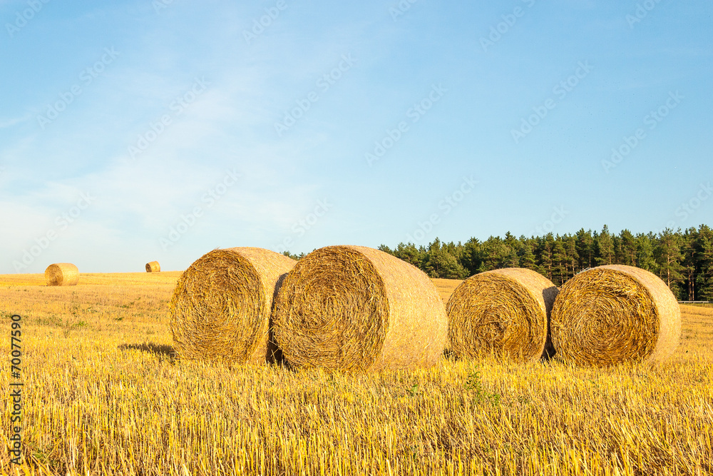 Haystacks in the field