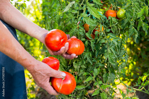 Hand holding organic tomatoes