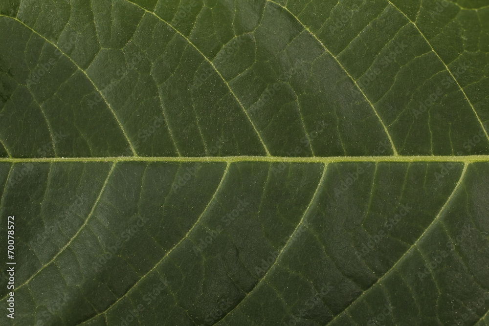 leaf leaf