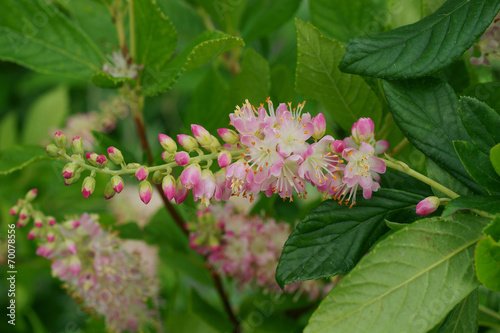 Fototapeta Naklejka Na Ścianę i Meble -  Clethra alnifolia Pink Spire