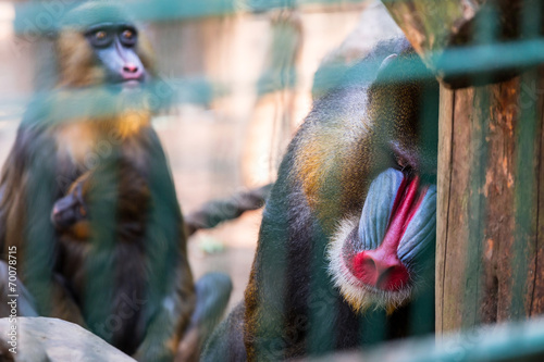 Photography Mandrill monkey imprisoned in the zoo