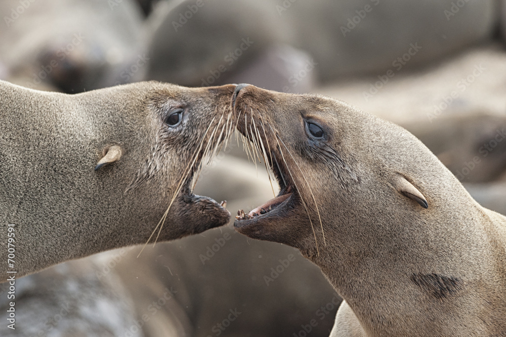 Fototapeta premium Lite tra foche