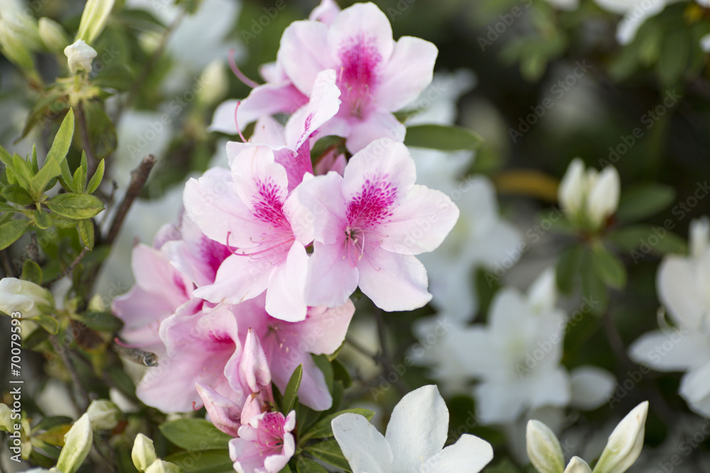 Obraz premium ツツジ