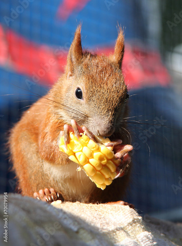 essenes Eichhörnchen photo