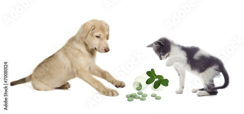 Obraz na plátně kitten and puppy looking