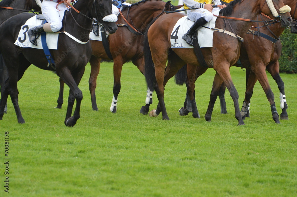 Fototapeta premium cheval de course