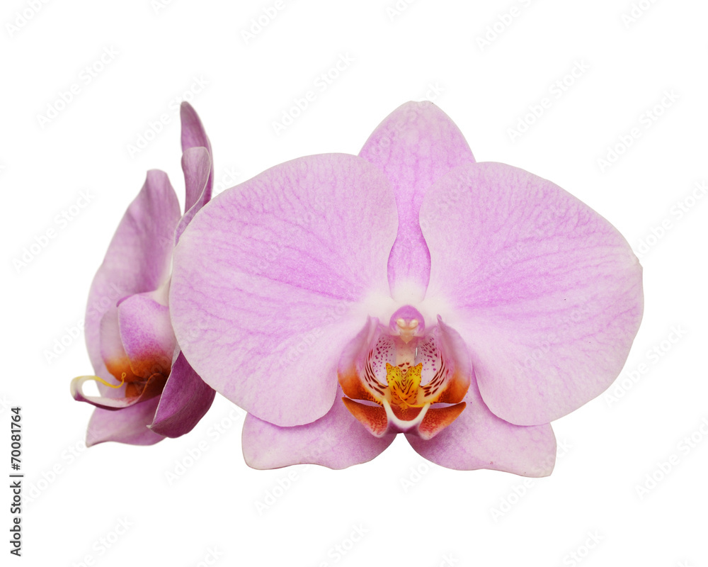 Orchid flowers Orchid flowers