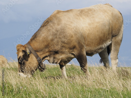 Fototapeta Naklejka Na Ścianę i Meble -  Vaca en la Alta Saboya (Francia)