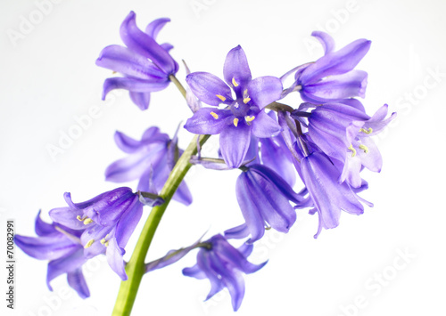 Cute Blue Bells Flower Isolated on White