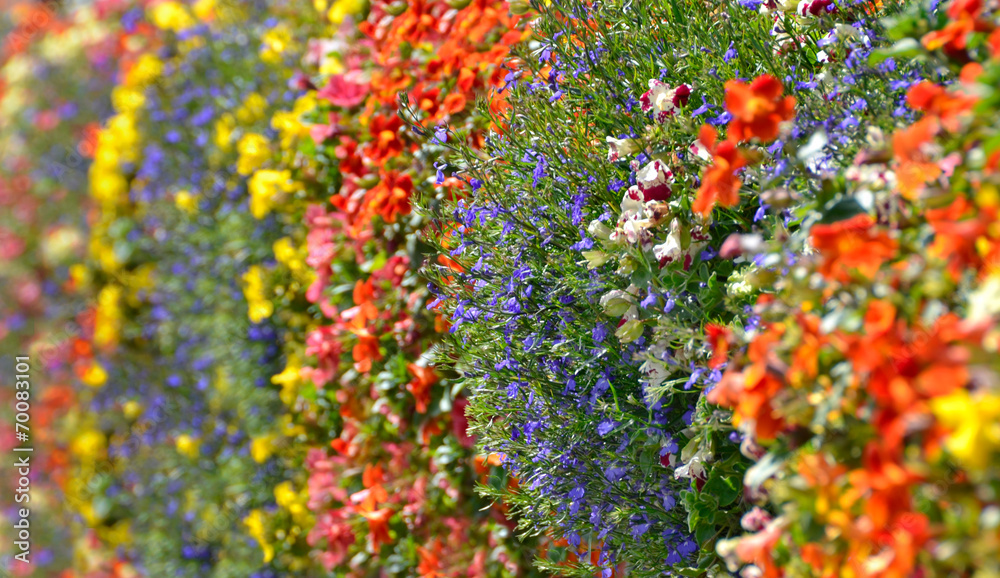 Colorful wild flowers decoration