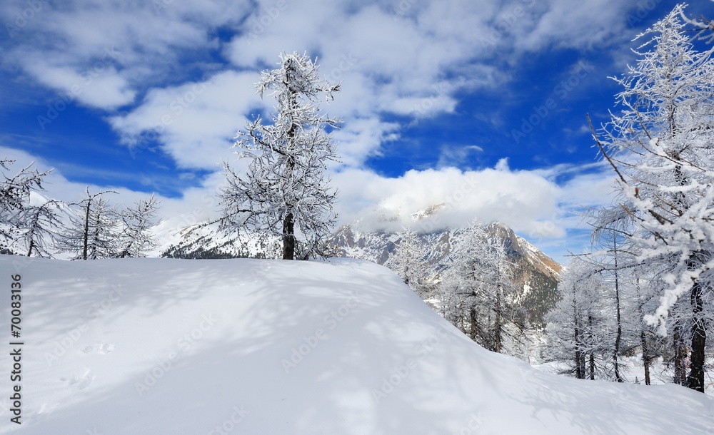 forêt en hiver forêt en hiver