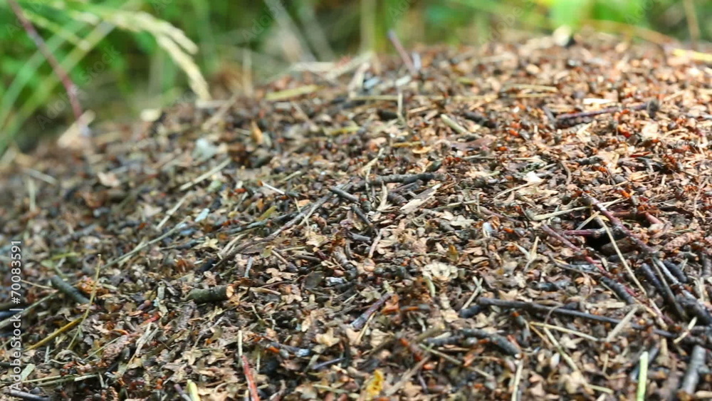 ants crawling on anthill in the woods - slider dolly shot ants crawling on anthill in the woods - slider dolly shot