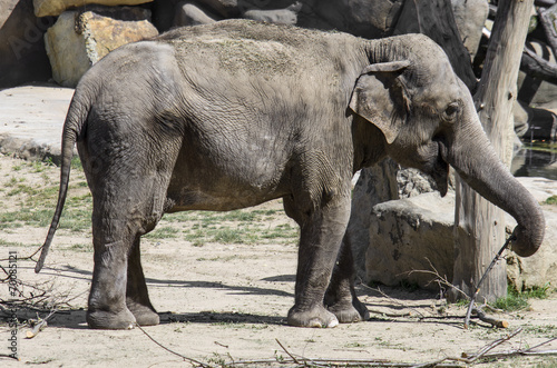 Huge elephant in the Zoo
