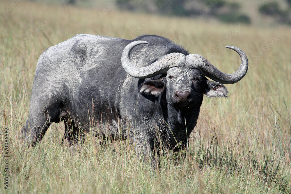 Cape Buffalo, Eastern Cape, South Africa Буйвол. Бык