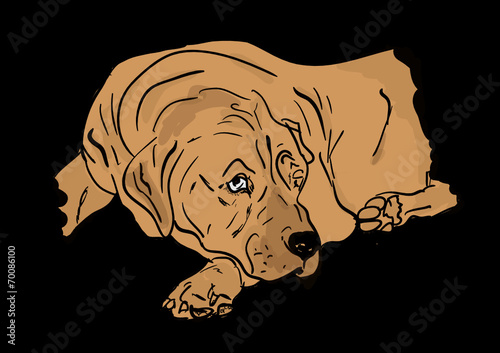 dog