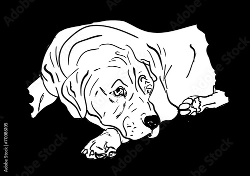 dog