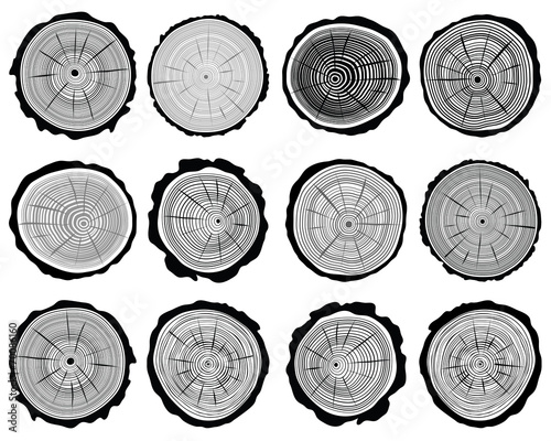 Set of cross section of the trunk, vector illustration