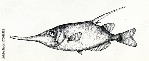 Longspine snipefish (Macroramphosus scolopax) photo