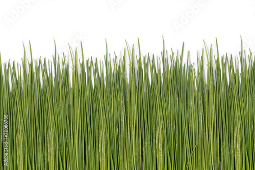 Wet green grass