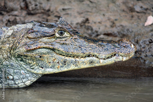 Cayman in Costa Rica. Head crocodile.                                