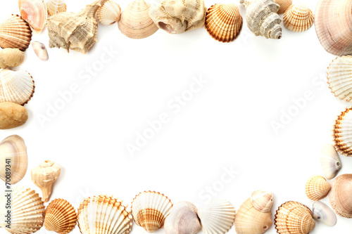 frame of conch sea shells