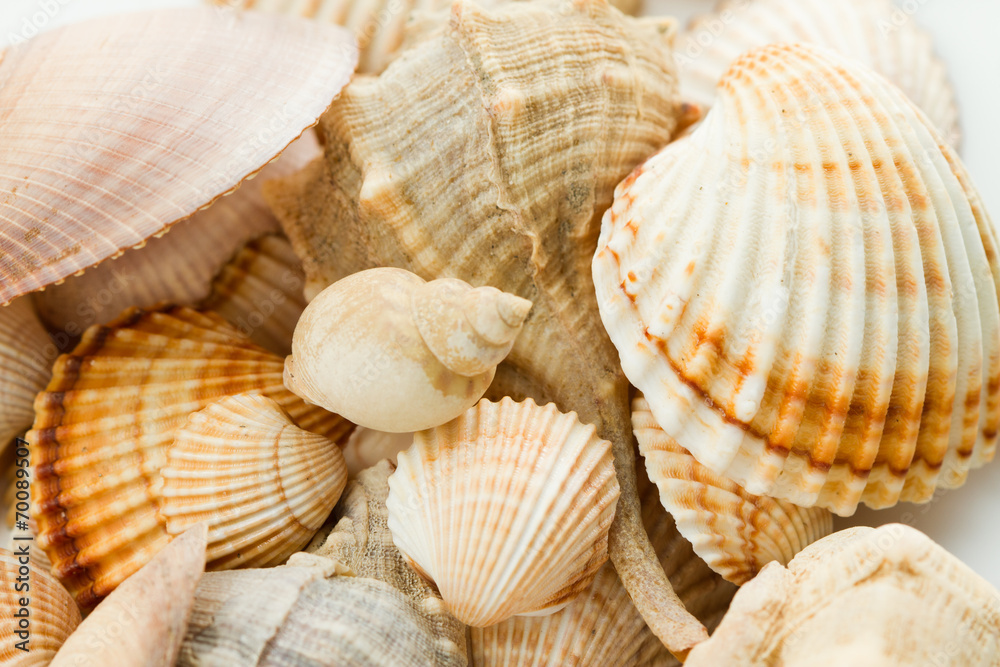 Collection of sea shells