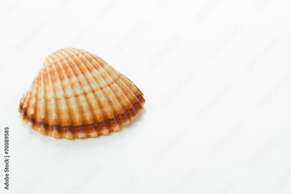 big sea shell