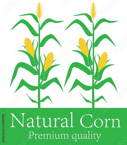 Corn