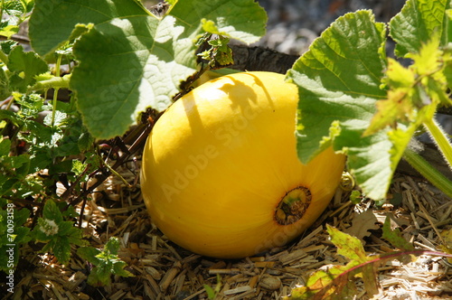 Courge jaune de type potiron photo