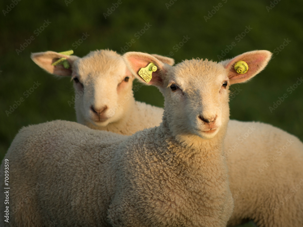 Careful lambs