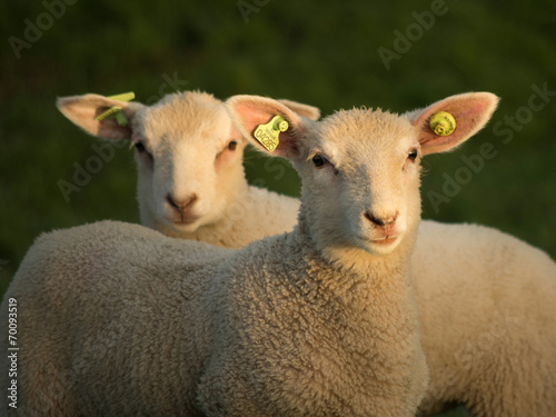 Careful lambs