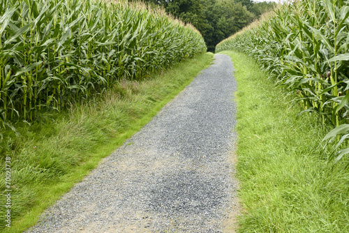 Sentier au milieu d'un champ de maïs