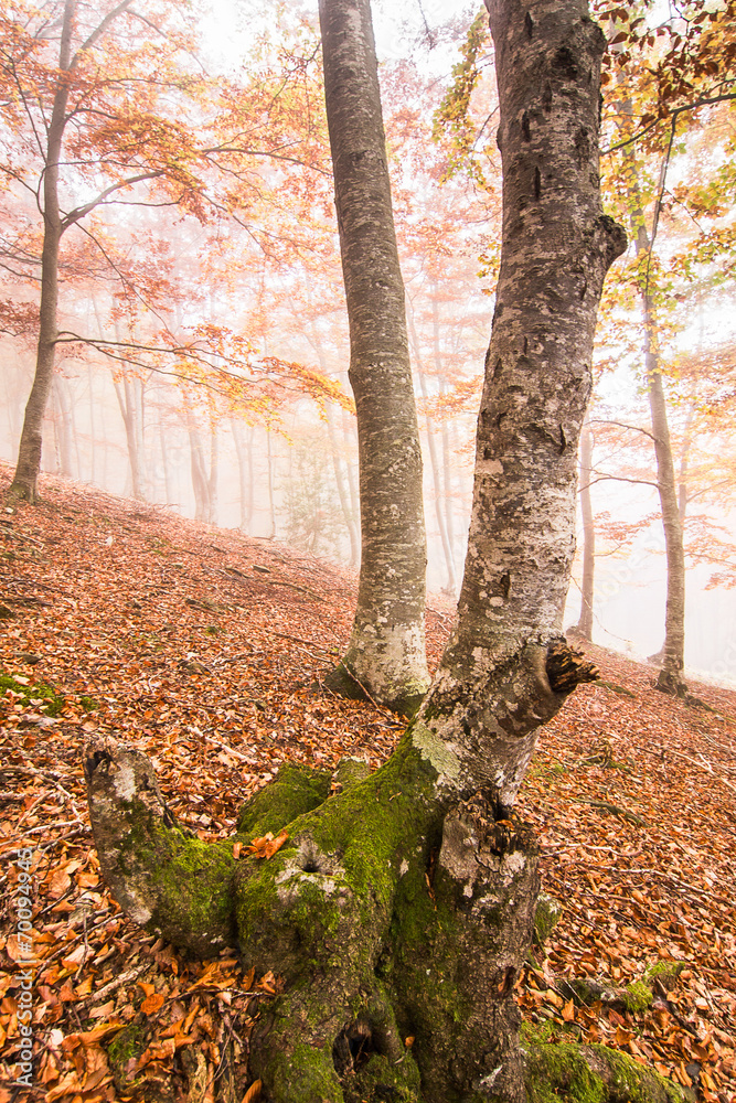 Obraz premium Autumn