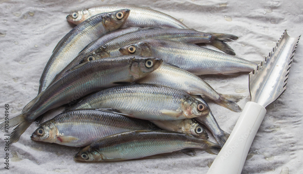 Obraz premium vendace