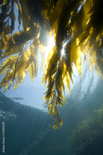 Underwater California Kelp Forest