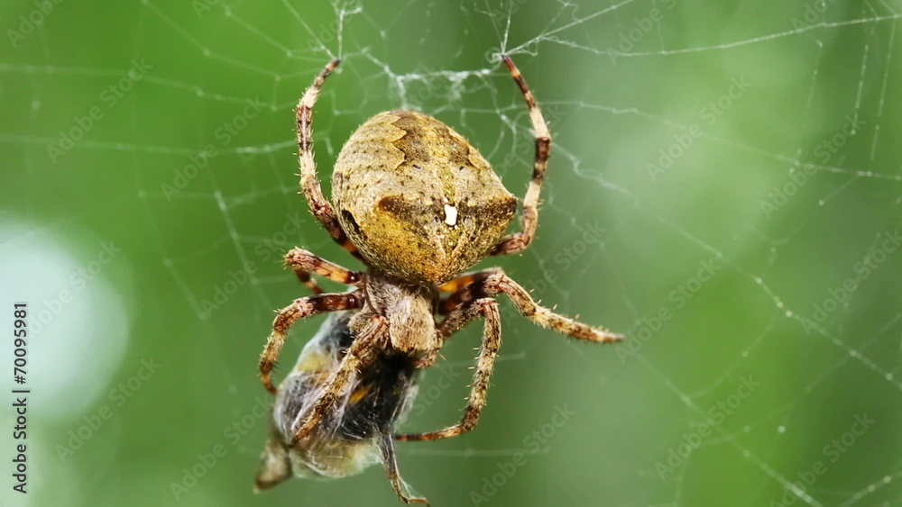 spider eats its prey - macro shot spider eats its prey - macro shot