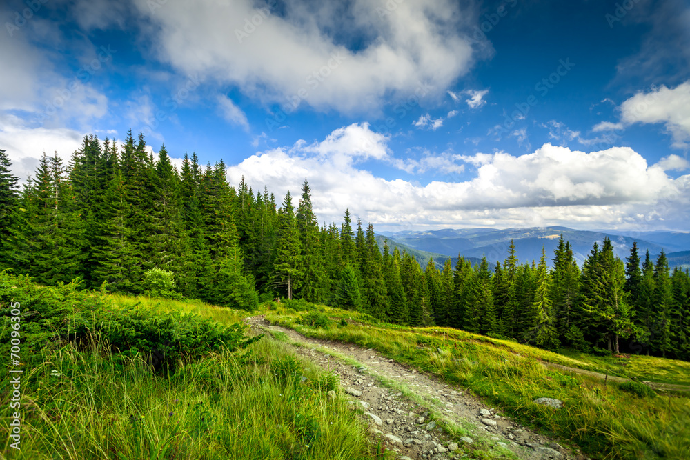 summer landscape. summer landscape.